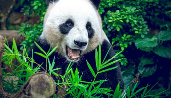 Hong Kong Panda Births Expected to Boost Tourism