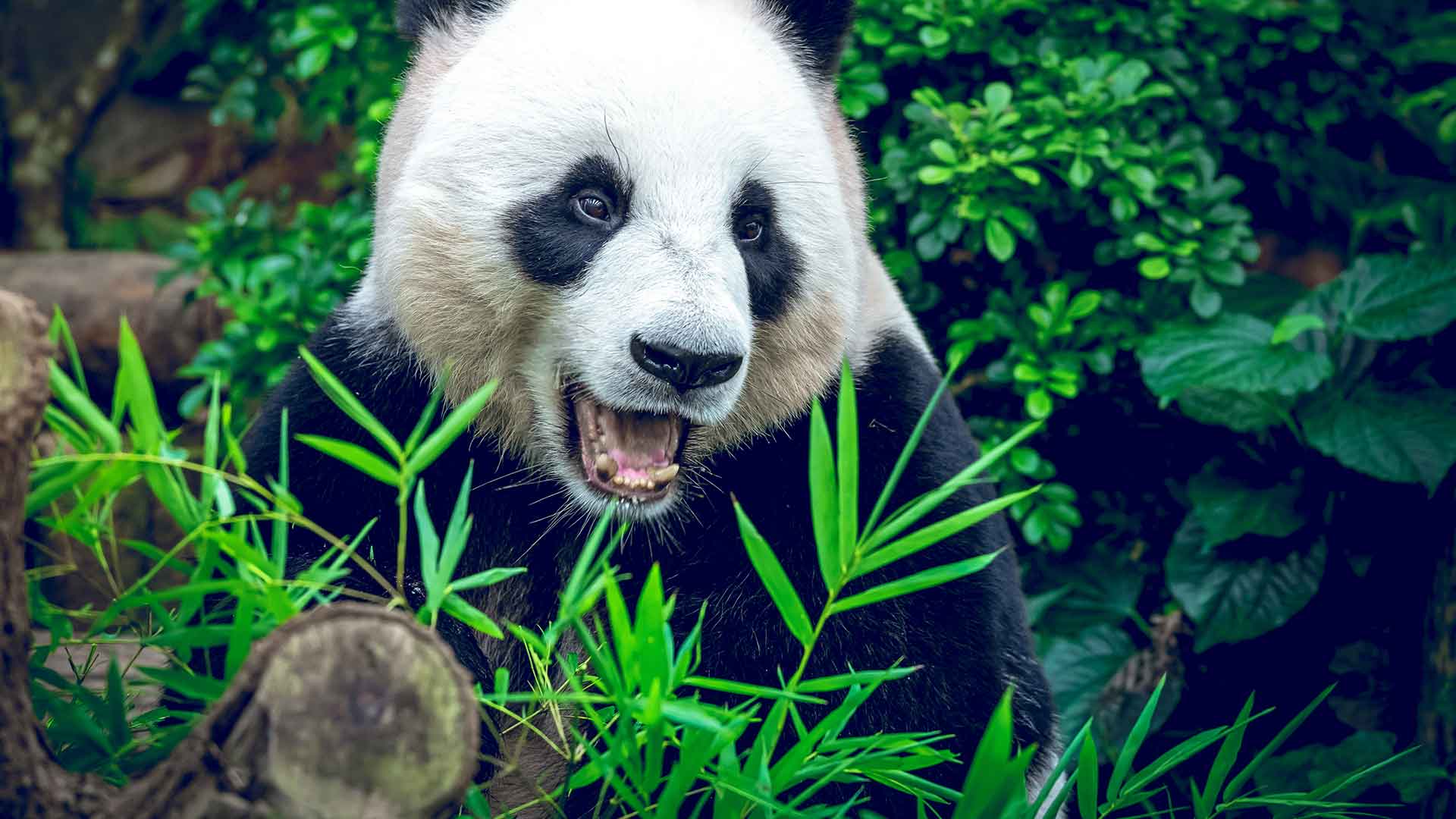 Hong Kong Panda Births Expected to Boost Tourism